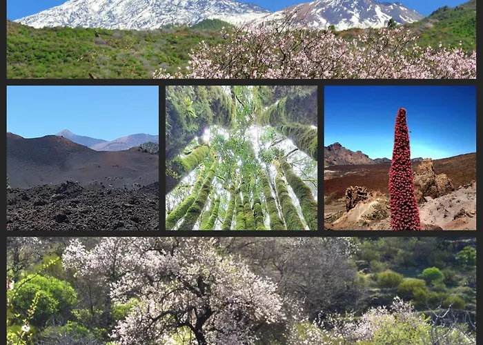 View Of Paradise Palm-mar